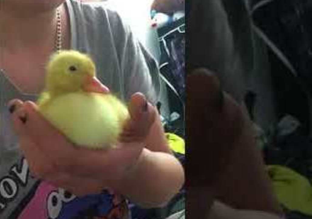 Little Duckling Chills Out and Falls Asleep