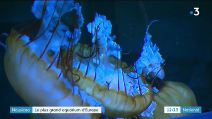 Nausicaá : Le plus grand aquarium d'Europe