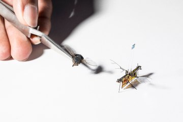 Download Video: Researchers have finally managed to cut the cord on robotic flies