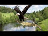 Amazing Eagle Hunting Crocodile, Fish And Birds