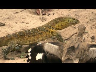 Dikkop Bird Protect Crocodile Eggs From Lizard Hunting