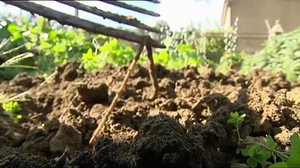 Activité humaine : les animaux sont en danger