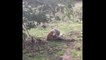 Dog Vs Python snake - Dog vs Anaconda, Snake, Python Real Fight Animal Attacks - Most Amazing Wild Animal Attack videos