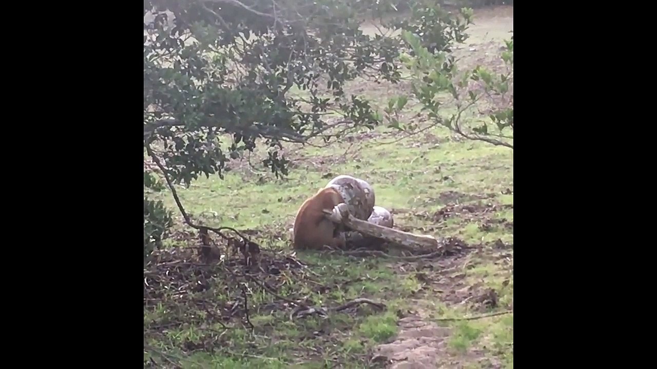 Dog Vs Python snake - Dog vs Anaconda, Snake, Python Real Fight Animal Attacks - Most Amazing Wild Animal Attack videos