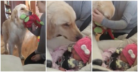 Cão gesto maravilhoso ao conhecer o novo membro da família