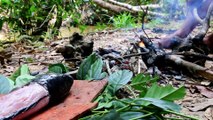 Primitive Technology - Cooking Big Fish on Roof Tiles Old ( Fish BBQ ) - wilderness Life