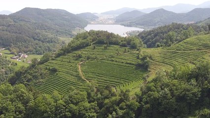 '녹차 수도 보성'으로 茶 소풍 오세요! / YTN