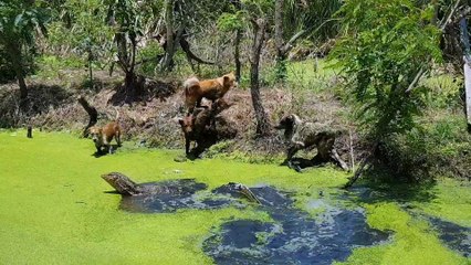 Four Dogs Take on Giant Monitor Lizard