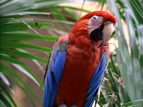 Body Shaping - Opening