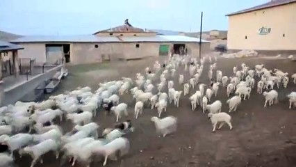 Kuzuların Koyunlara Kavuşma Anı Renkli Görüntüler Oluşturdu