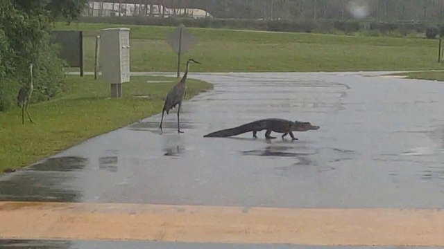 Cet alligator renonce face à 3 grues cendrées... Oiseau trop gros!
