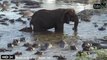 Des hippopotames essaient de chasser un éléphant de leur marre... Pas simple