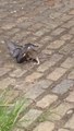 Un rat new yorkais attrape un pigeon... Costaud