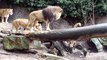 Ce lion chasse un canard dans son enclos... Au zoo on attrape ce qu'on peut!