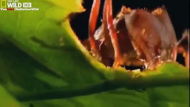 National Geographic 2017 - National geographic Strange Things In the Amazon Forest BBC wildlife