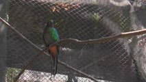 Quetzal mexicano se reproduce en cautiverio por primera vez