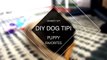 Easy Affordable Dog Tipi DIY & Puppy Favorites and Essentials ft. Chubby the Pug | Laurie Martel