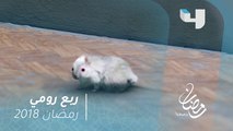 ربع رومي - بعد تحول بيومي فؤاد لفأر .. مطاردة كوميدية بينه وبين قط  #رمضان_يجمعنا