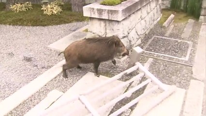 밤새 쑥대밭 된 잔디밭...日 멧돼지 피해 속출 / YTN