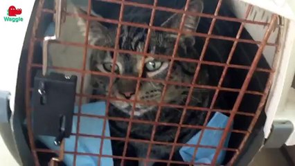 Ten Chatty Animals // Funny Animal Compilation