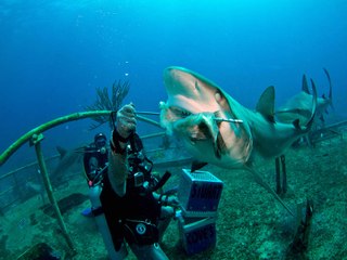 SPLASH! 4 places to see sharks in Phoenix - ABC15 Digital