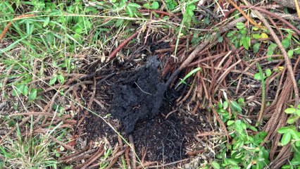 Booming Volcanic Eruptions