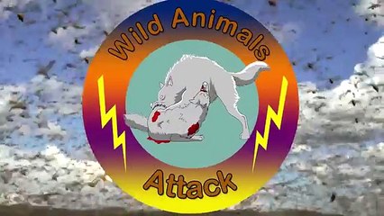 Crocodile Attack Wildebeest at Mara River - Wild Animal Attack