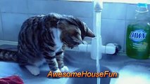 Funny Cats Drinking Water From Sink Compilation || AHF [HD]