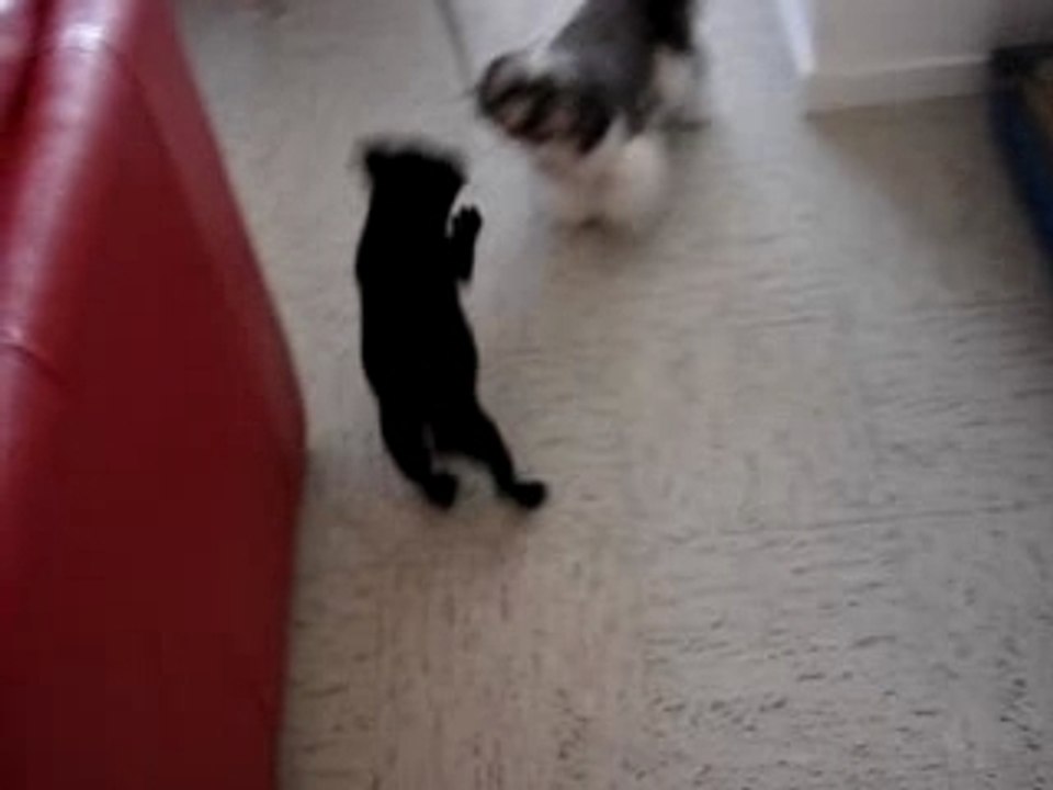 Staffie - Staffordshire Bull Terrier