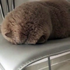 Phân biệt nhiệt miệng và sùi mào gà