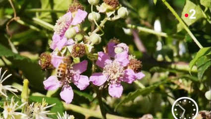 Conso - Le miel d’ici ou d’ailleurs ?