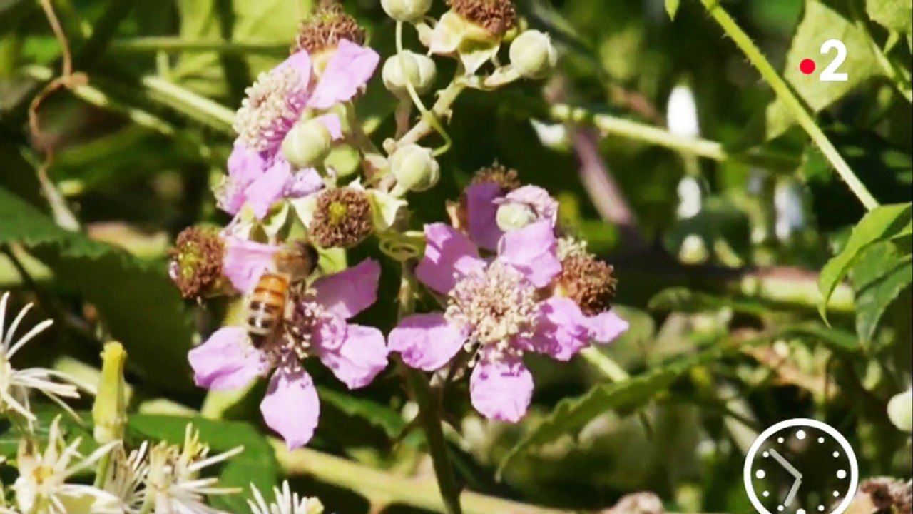 Conso - Le miel d’ici ou d’ailleurs ?
