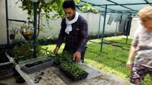 - Burhaniye Türkiye’nin stevia üretim merkezi oldu
