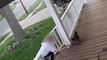 Une femme tente de voler un chat sur la terrasse d'une maison