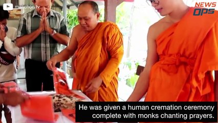 The Chicken Who Had Its Head Bitten Off, And Kept On Living