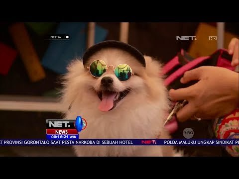 Rekomendasi, Tempat Pelatihan Anjing Pelacak Fun Smart -NET24