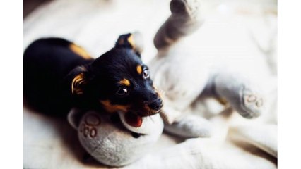 Norfolk MA Pet Sitting - Interesting Facts About Dogs