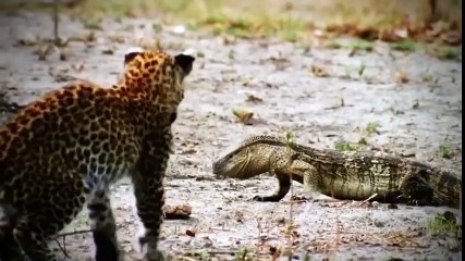 King Cobra Vs Mongoose - Big Battle In The Desert