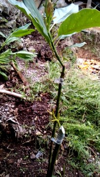 injerto de aguacate... avocado grafting