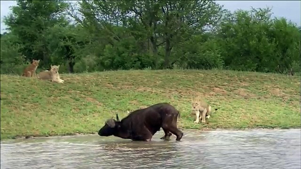 The Rare and Exotic Animals - National Geographic Documentary