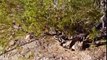 Unbelievable Roadrunners Kill and Eat RattleSnake   Wild Animal attack in the American Southwest.