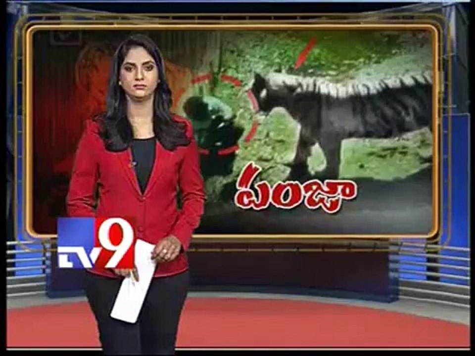 White Tiger Kills Student at Delhi Zoo - Exclusive Video