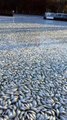 Migliaia di pesci morti nel canale, cittadini impauriti: 