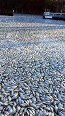 Migliaia di pesci morti nel canale, cittadini impauriti: "cosa sta accadendo?"