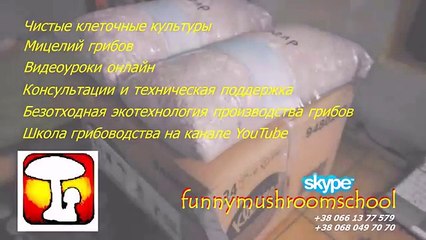 Вешенка, Как правильно поливать грибы вешенка.