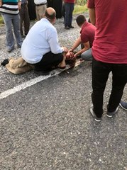 'Kaplumbağa Ölmesin' Diye Kendisini Feda Ediyordu