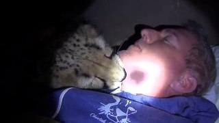 Night 3: Sleeping Inside A Cheetah Enclosure With Two Adult Big Cats - Cat Sucks Thumb Chews Ear