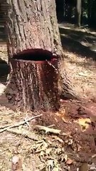 Is this tree bleeding ? while someone cutting the tree.