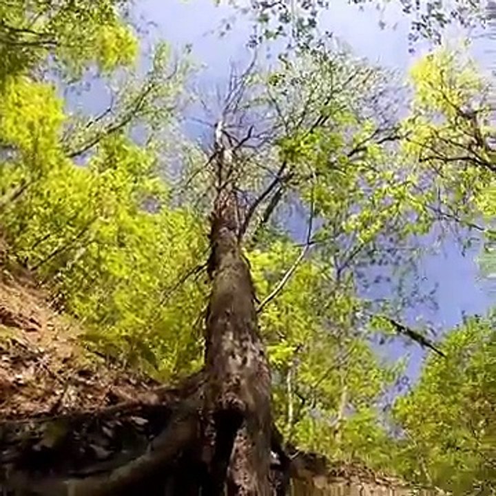 MOREL MUSHROOM HUNTING GUIDE 2018   TREE IDENTIFICATION HOW TO FIND LOCATE HARVEST COOK ST