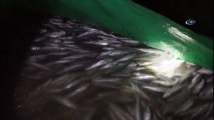 Jandarma, 7 ton canlı olmak üzere 9 ton inci kefali ele geçirdi